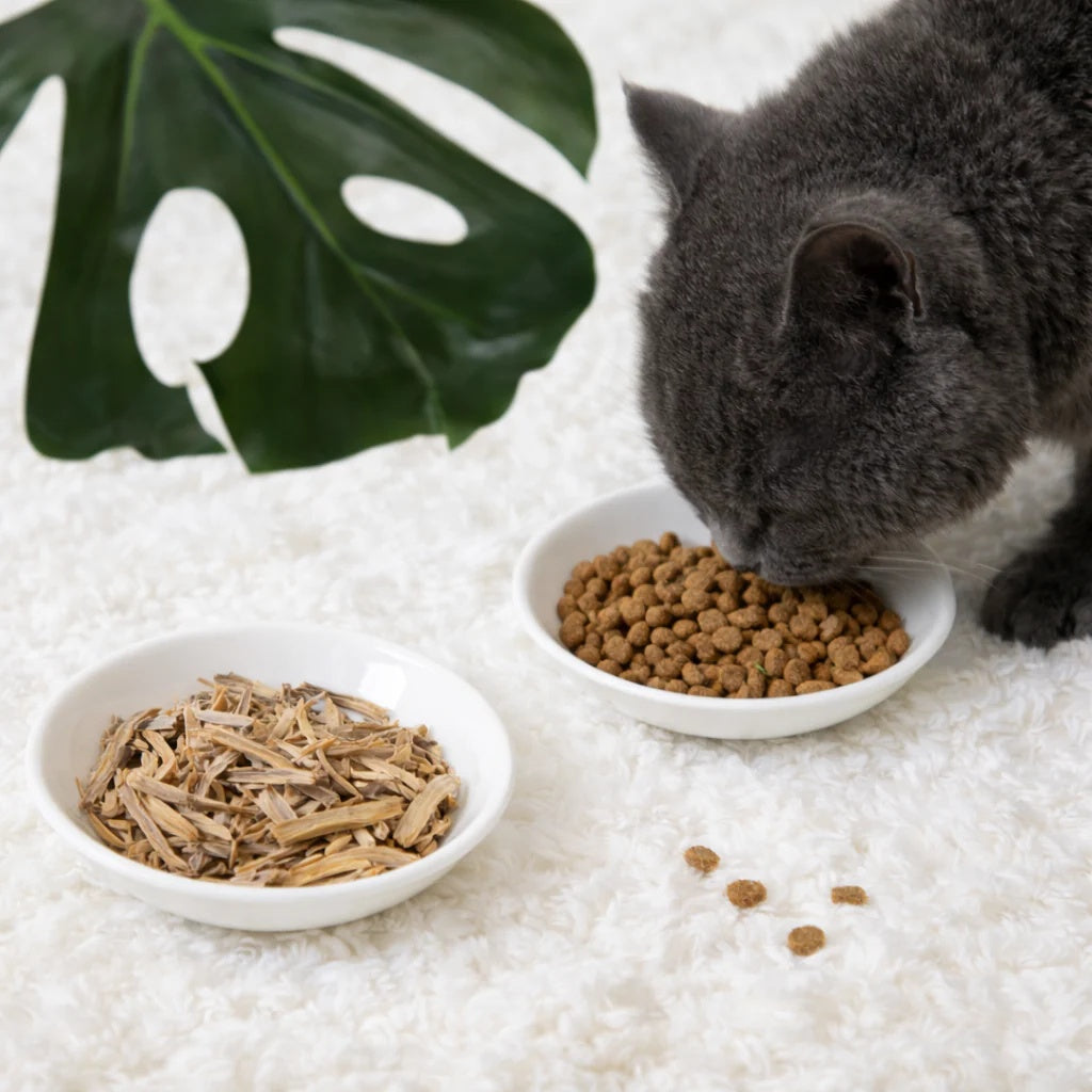 Cat eating from a bowl of dry cat food on a white carpet with a green leaf in the background.